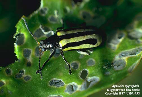 Adult alligatorweed flea beetle