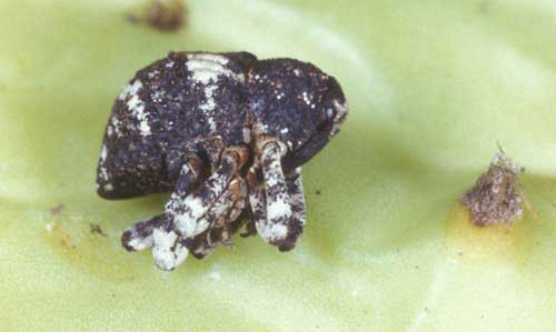 Adult Gerstaeckeria hubbardi (LaConte), a cactus weevil, feigning death. Head to right.