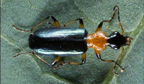 Adult Calleida decora (Fabricius), a ground beetle. 