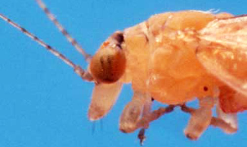 Lateral view of the gena of Boreioglycaspis melaleucae Moore, a psyllid. 