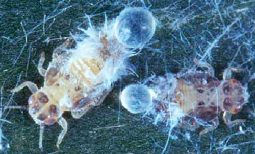 Older nymphs of Boreioglycaspis melaleucae Moore, a psyllid, secreting honeydew. Waxy flocculence has been brushed away. 