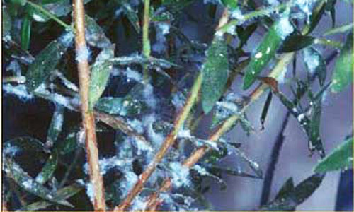 Melaleuca stems and leaves covered with a white waxy flocculence produced by a heavy infestation of nymphs of Boreioglycaspis melaleucae Moore, a psyllid. 