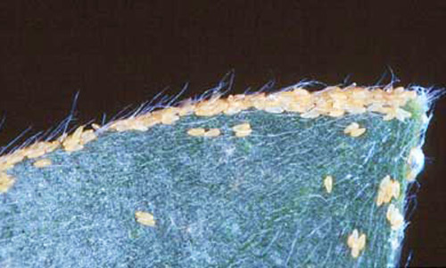 Eggs of Boreioglycaspis melaleucae Moore, a psyllid, on tip of a melaleuca leaf. 