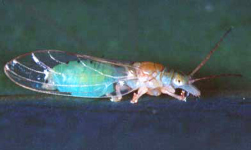 Female green color morph of Glycaspis brimblecombei Moore, a psyllid. 