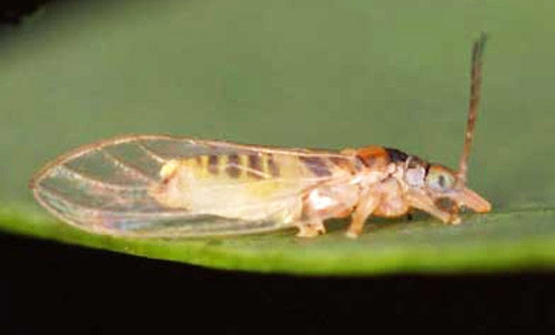 Female brown color morph of Glycaspis brimblecombei Moore, a psyllid.