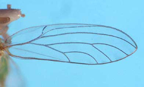 Hind wing of Glycaspis brimblecombei Moore, a psyllid. 
