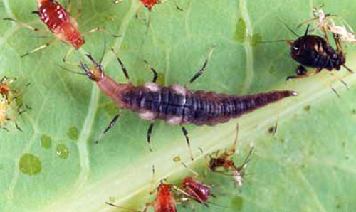 Larva of a brown lacewing (Neuroptera: Hemerobiidae) preparing to attack and feed on an aphid. The black-colored aphid to the right was probably parasitized by a wasp. 