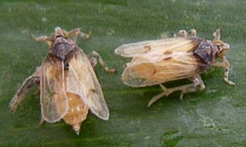 Megamelus scutellaris (Berg) long-winged (macropterous) adult females. 