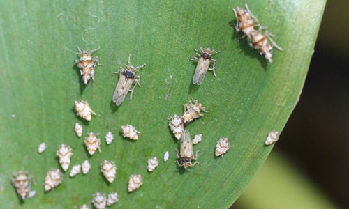 Adults and nymphs of Megamelus scutellaris (Berg) on a leaf of waterhyacinth.