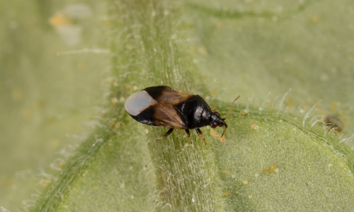 The insidious flower bug, Orius insidiosus Say, feeding on a thrips larva