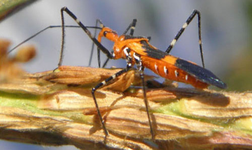 Adult milkweed assassin bug, Zelus longipes Linnaeus, showing its long legs and beak (stylet), sitting on a sweet corn tassel. 