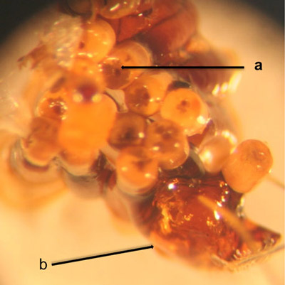 Eggs of the milkweed assassin bug, Zelus longipes Linnaeus, showing the central pore (a) in the operculum of one egg, and the mucilaginous layer (b) surrounding the main eggshells but not the opercula. 