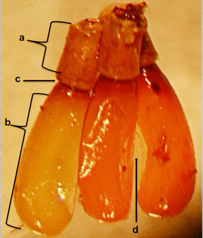 Lateral view of eggs of the milkweed assassin bug, Zelus longipes Linnaeus, showing the operculum (a), the main eggshell (b), the waist like junction (c), and the egg flattened at one side with a slight curve inwards (d). 