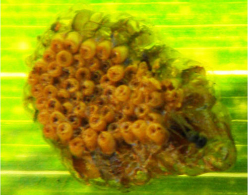 An egg mass of the milkweed assassin bug, Zelus longipes Linnaeus, surrounded by a mucilaginous layer and laid on the lower surface of a sweet corn leaf. Notice that the egg opercula are not covered. 