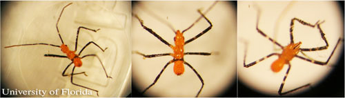 First instar nymph of the milkweed assassin bug, Zelus longipes Linnaeus, showing dorsal view (left and center) and ventral view (right). 