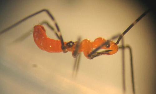 Lateral view of a third instar nymph of the milkweed assassin bug, Zelus longipes Linnaeus. Head is to the right and the stylet (pointing to the rear in the resting position) is visible under the head. 