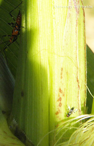 Adult milkweed assassin bug, Zelus longipes Linnaeus, lying in ambush (in the shadows upper left) with its forelegs raised just before attacking its prey, a cornsilk fly, Euxesta stigmatias Loew, (lower right). 
