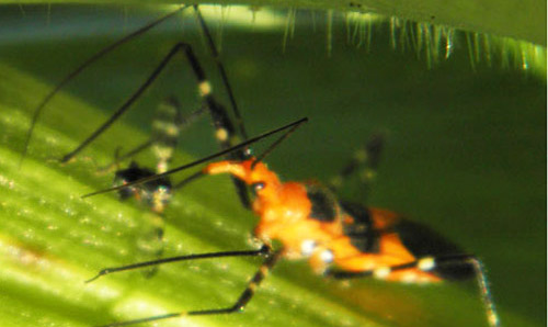 Adult female milkweed assassin bug, Zelus longipes Linnaeus, paralyzing its prey, a cornsilk fly, Euxesta stigmatias Loew, by inserting stylets. 