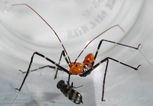 Nymph of the milkweed assassin bug, Zelus longipes Linnaeus, feeding on Euxesta annonae Fabricius, a picture-winged fly.