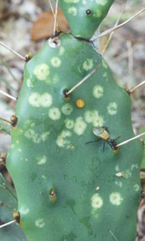 Nymph of Chelinidea vittiger aequoris McAtee, a cactus bug, and damage on prickly pear spine.