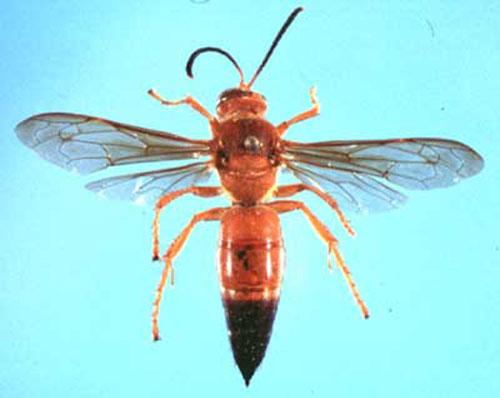 Sphecius hogardii (Latreille), a cicada killer wasp. 