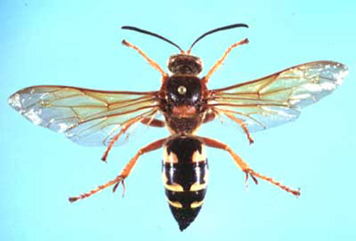 Sphecius speciosus (Drury), a cicada killer wasp. 