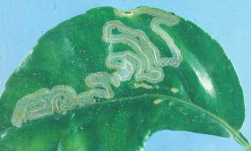 A citrus leaf containing a single leafminer mine, showing the damage that can be done by citrus leafminer, Phyllocnistis citrella Stainton, feeding.