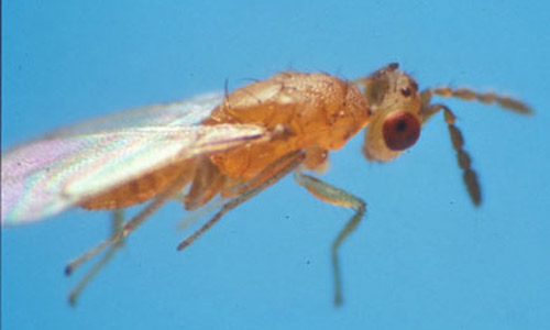 Adult Cirrospilus ingenuus Gahan is yellow. 