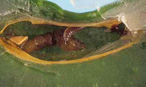 A Cirrospilus ingenuus Gahan larva is feeding on a citrus leafminer prepupa. The covering of the pupal chamber was removed for the photograph.