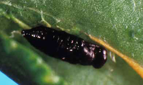The pupae of Cirrospilus ingenuus Gahan are black and are found within the pupal chamber of the citrus leafminer host. 