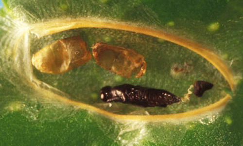 Laboratory observations indicate that Cirrospilus ingenuus Gahan could parasitize citrus leafminer larvae that were already parasitized by the endoparasitoid Ageniaspis citricola. As a result, it is possible that C. ingenuus could act as a facultative hyperparasitoid. 