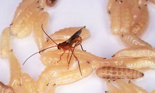 Adult female Diachasmimorpha longicaudata (Ashmead), an Braconid endoparasitic wasp which parasitizes the Caribbean fruit fly, ovipositing into a fly larva. 