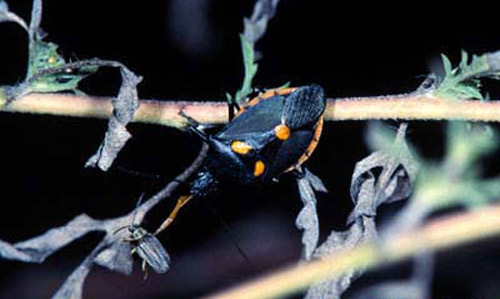 Adult of the Florida predatory stink bug, Euthyrhynchus floridanus (Linnaeus), feeding on a beetle. 