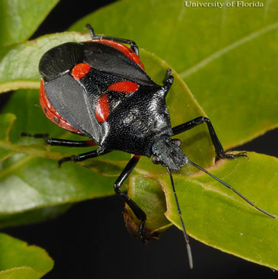 Adult predatory stink bug Euthyrhynchus floridanus (Linnaeus). 