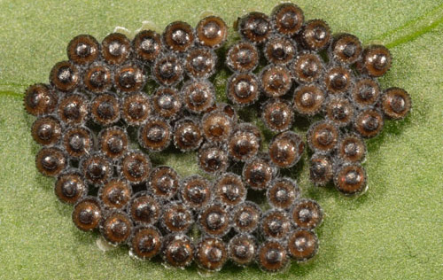 Eggs of Euthyrhynchus floridanus (Linnaeus), a predatory stink bug. 