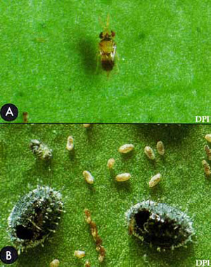 Figure 1. A) Adult Encarsia perplexa Huang & Polaszek; and (B) pupal cases of the citrus blackfly, Aleurocanthus woglumi Ashby, from which parasitoids have emerged (see roundish black holes). Normal emergence of an adult blackfly would leave a T-shaped split in the pupal case. Photograph by Division of Plant Industry.