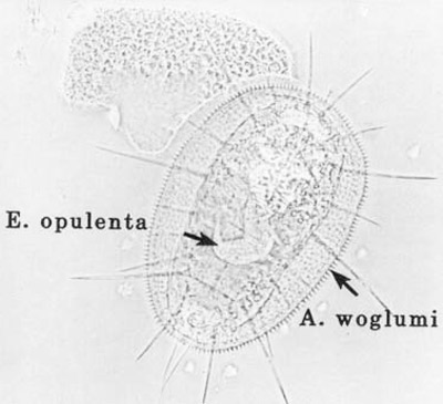 A larva of Encarsia perplexa Huang & Polaszek in a nymph of the citrus blackfly, Aleurocanthus woglumi Ashby. Encarsia perplexa was originally misidentified as Encarsia opulenta (Silvestri), but was later determined to be E. perplexa. 