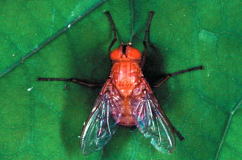 A red eyed fly