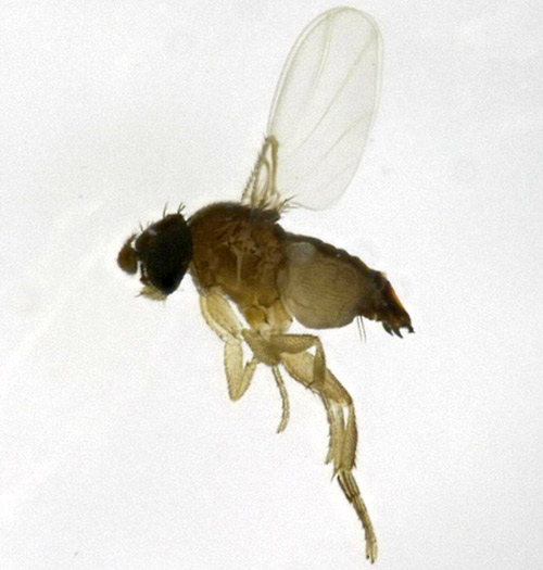 A female phorid fly, Pseudacteon cultellatus Borgmeier. Note the humped-back appearance, external ovipositor, and reduced venation typical of phorid flies