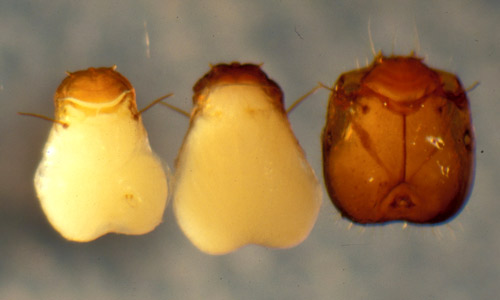 Two pupae of a Pseudacteon fly (dorsal and ventral views) next to a pupa still in its host's head. Note correlation of size and shape to ant host, hardened and darkened anterior portion, and respiratory horns