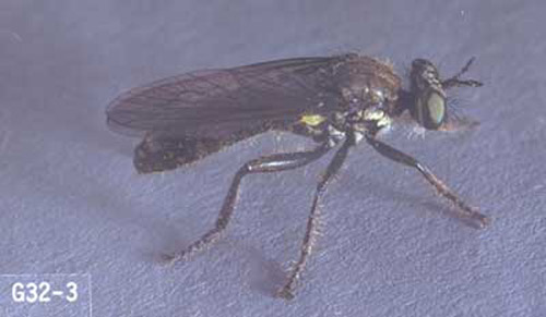 Adult Dioctria media Banks, a robber fly