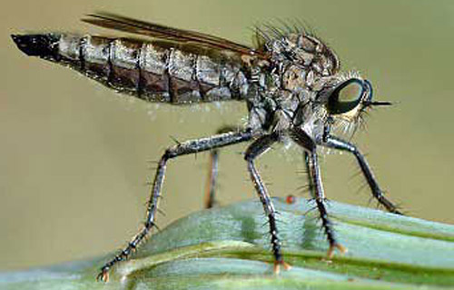 Adult female Dysmachus trigonus, a robber fly