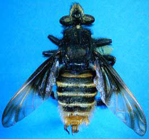 Adult Dasyllis haemorrhoa, a robber fly mimic of Euglossa dimidiata