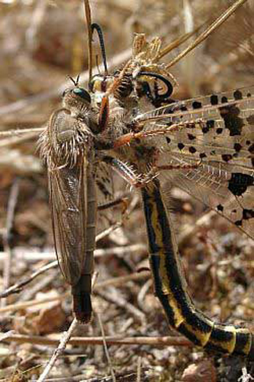 Robber fly, Stenopogon sp., with an antlion