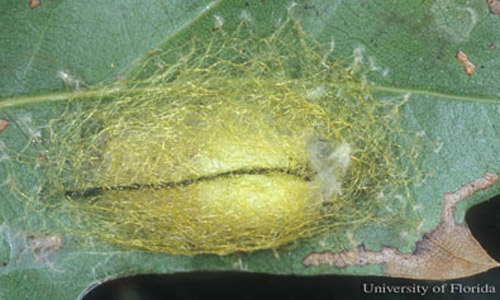 Egg sac of the spinybacked orbweaver, Gasteracantha cancriformis (Linnaeus). 