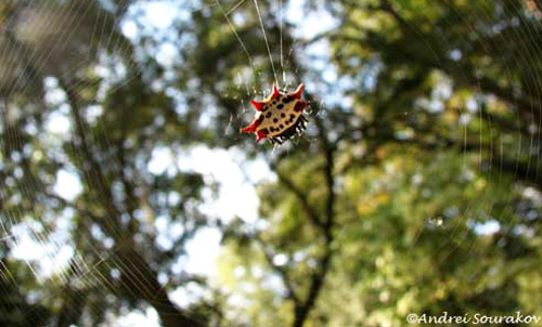 The spinybacked orbweaver, Gasteracantha cancriformis (Linnaeus), in its web.