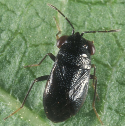 Adult Geocoris uliginosus (Say), a big-eyed bug. 