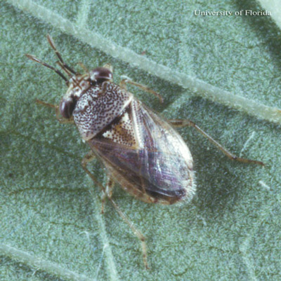 Adult Geocoris punctipes (Say), a big-eyed bug. 