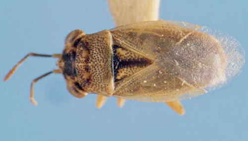 Adult Geocoris bullatus (Say), the large bigeyed bug. 