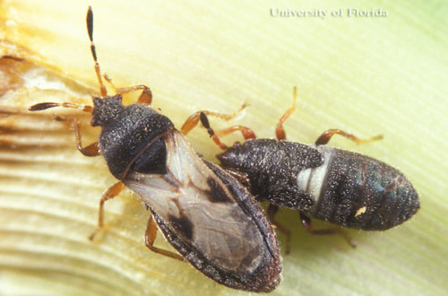 Adult (left) and nymph (right) chinch bugs, Blissus sp.